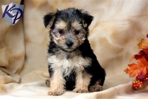 Connecticut Puppies under $500. . Southern il craigslist pets